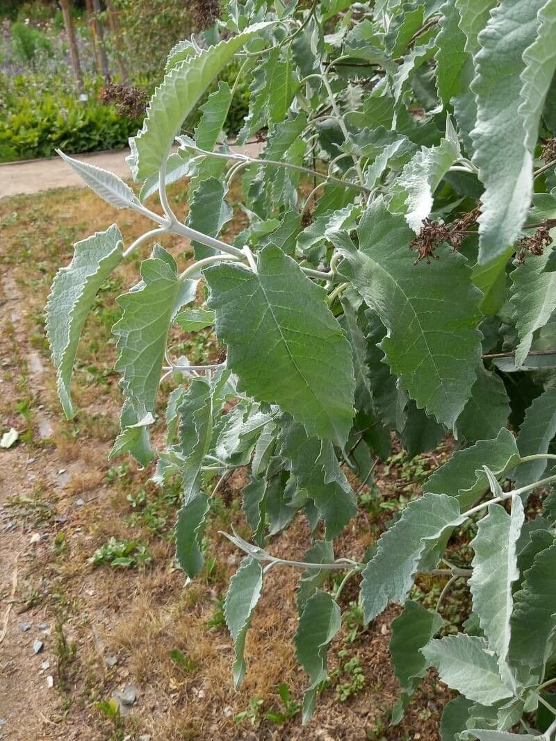 Albero delle farfalle 6