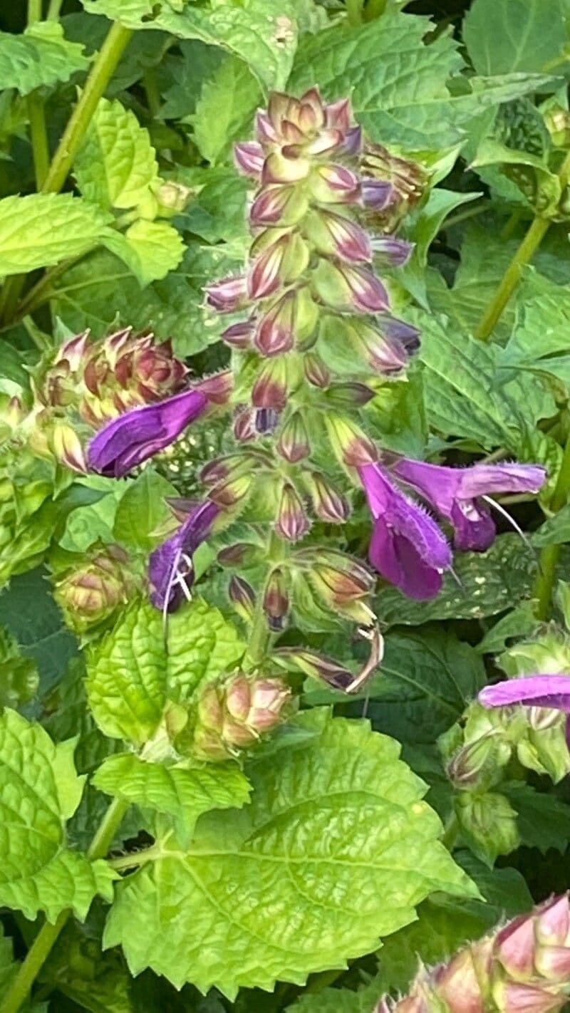 Salvia