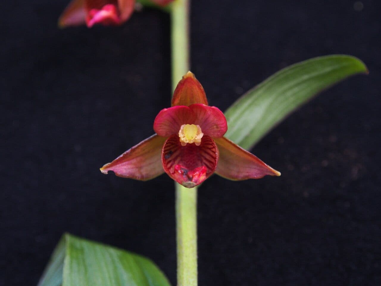 Epipactis di Royle