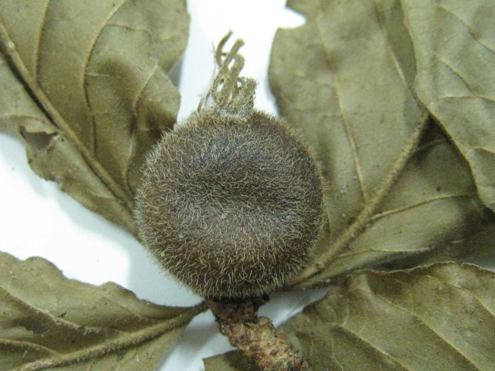 Randia spinosa 7