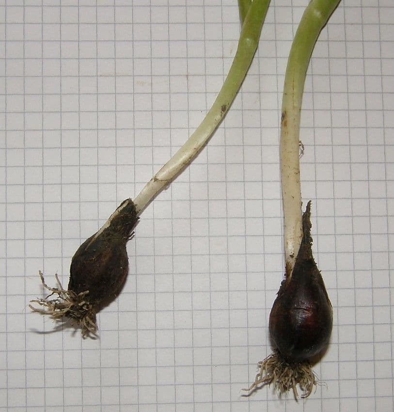 Tulipano selvatico 24