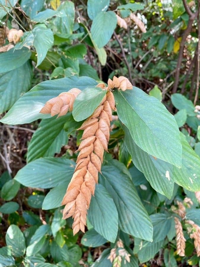 Flemingia strobilifera 4