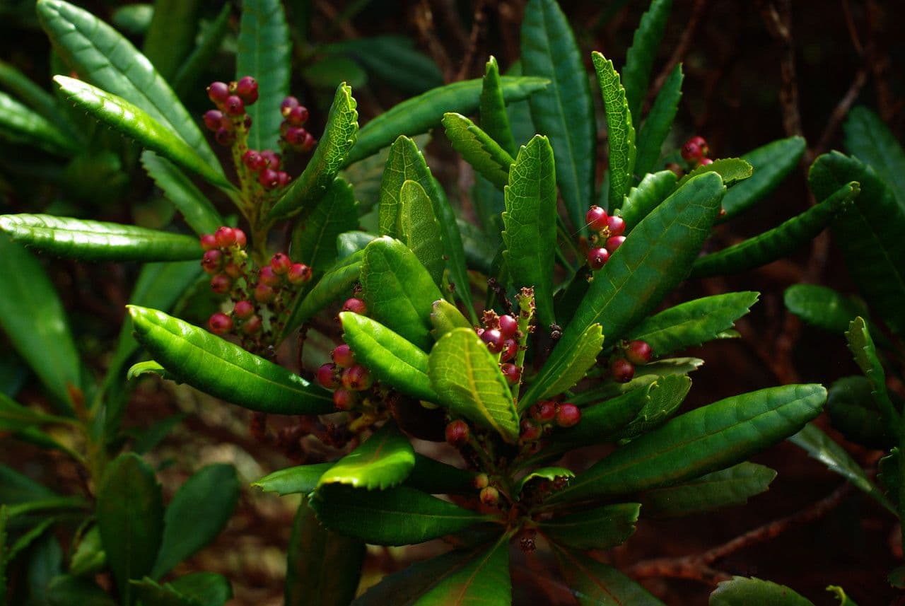 Canacomyrica 6