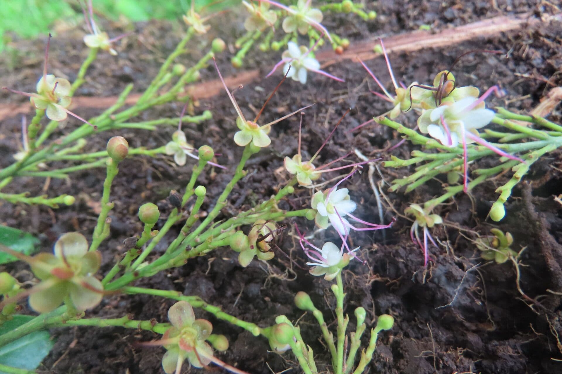 Hirtella triandra 8