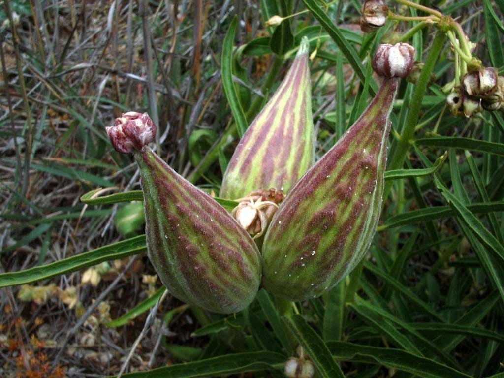 Asclepias asperula 3