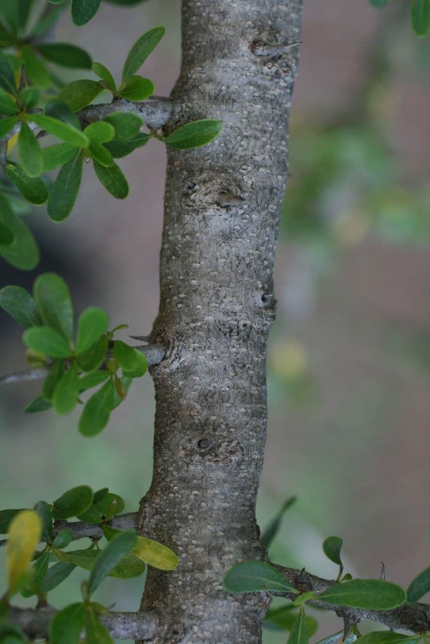 Argan 18