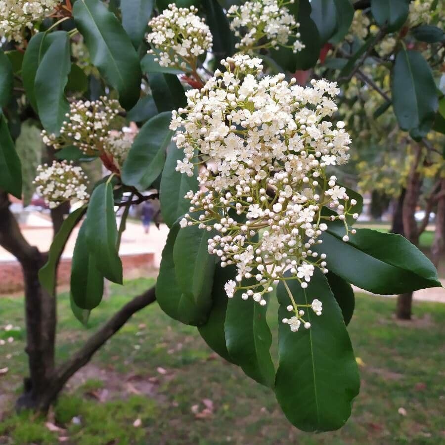 Photinia serrata 6