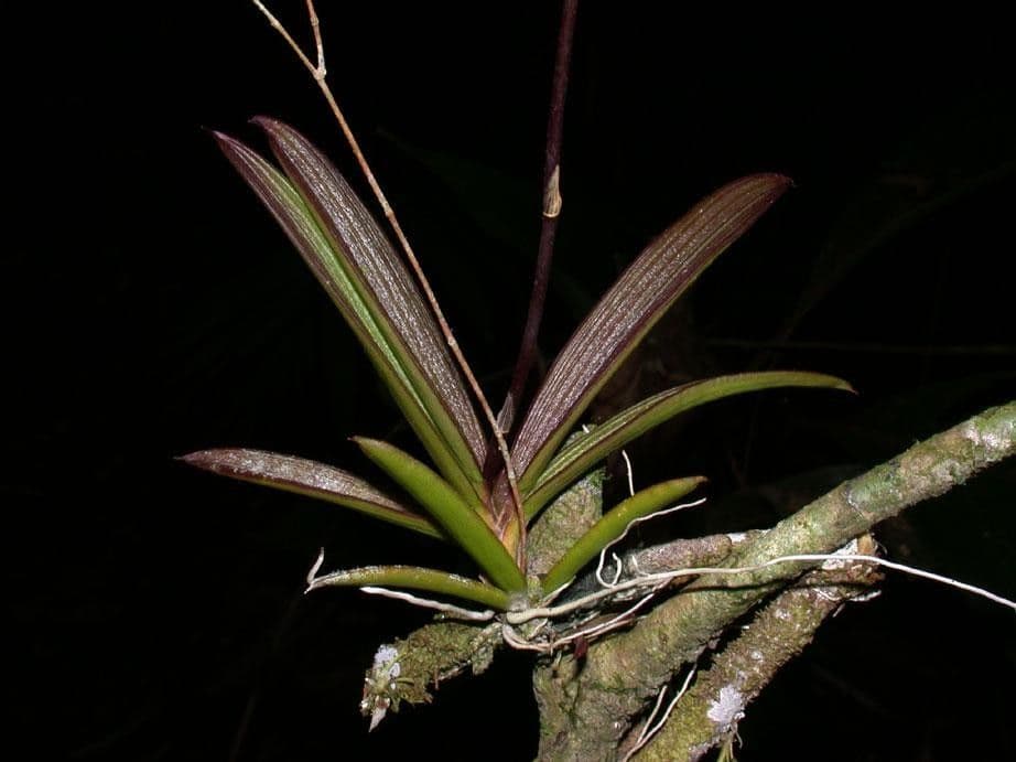 Ionopsis 16