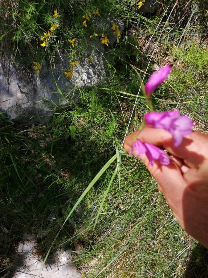 Illyrische Gladiole 12