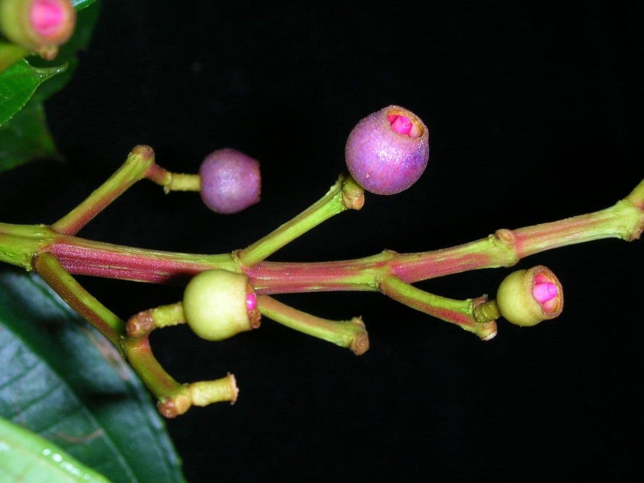 Conostegia luquillo 2