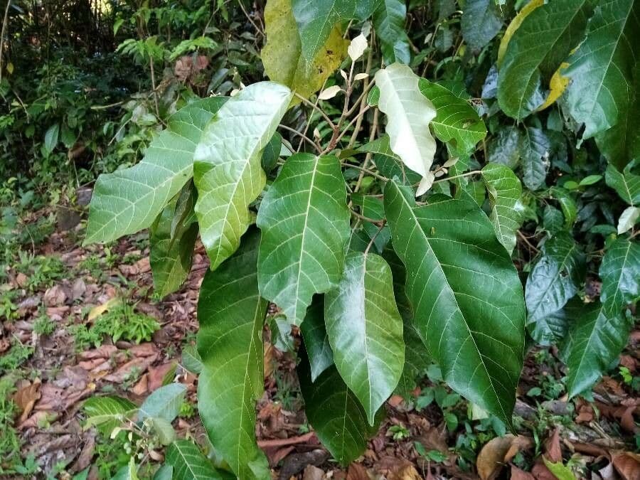 Croton 17