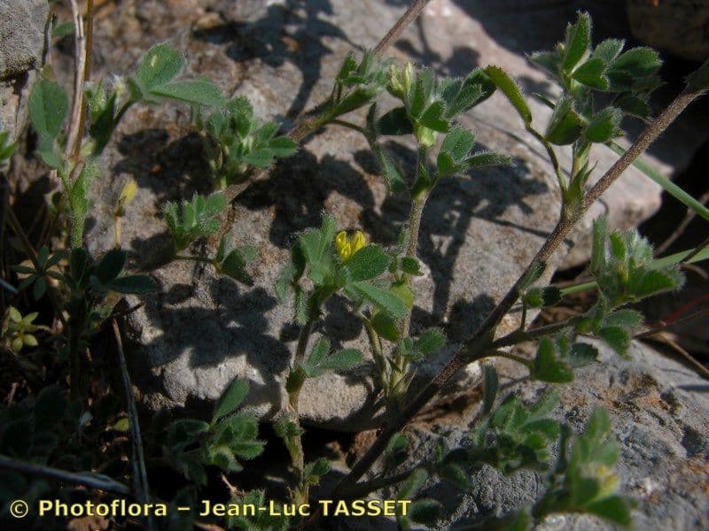 Medicago 17