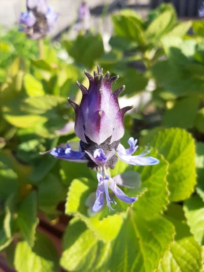 Plectranthus ornato 5