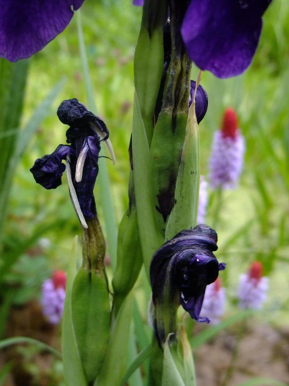 Iris à veines dorées 4