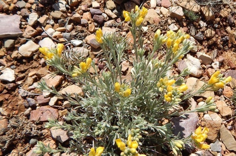 Fendler's bladderpod 7