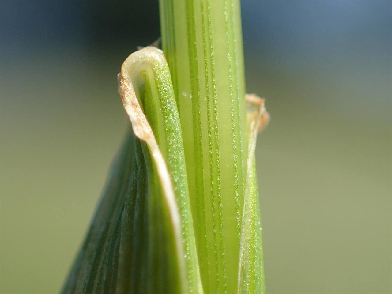 Festuca dei prati 19