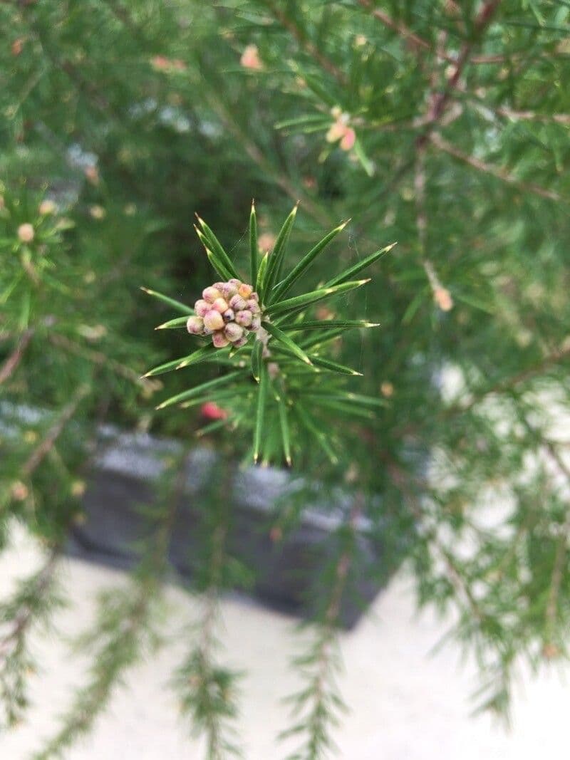 Grevillea ginepro