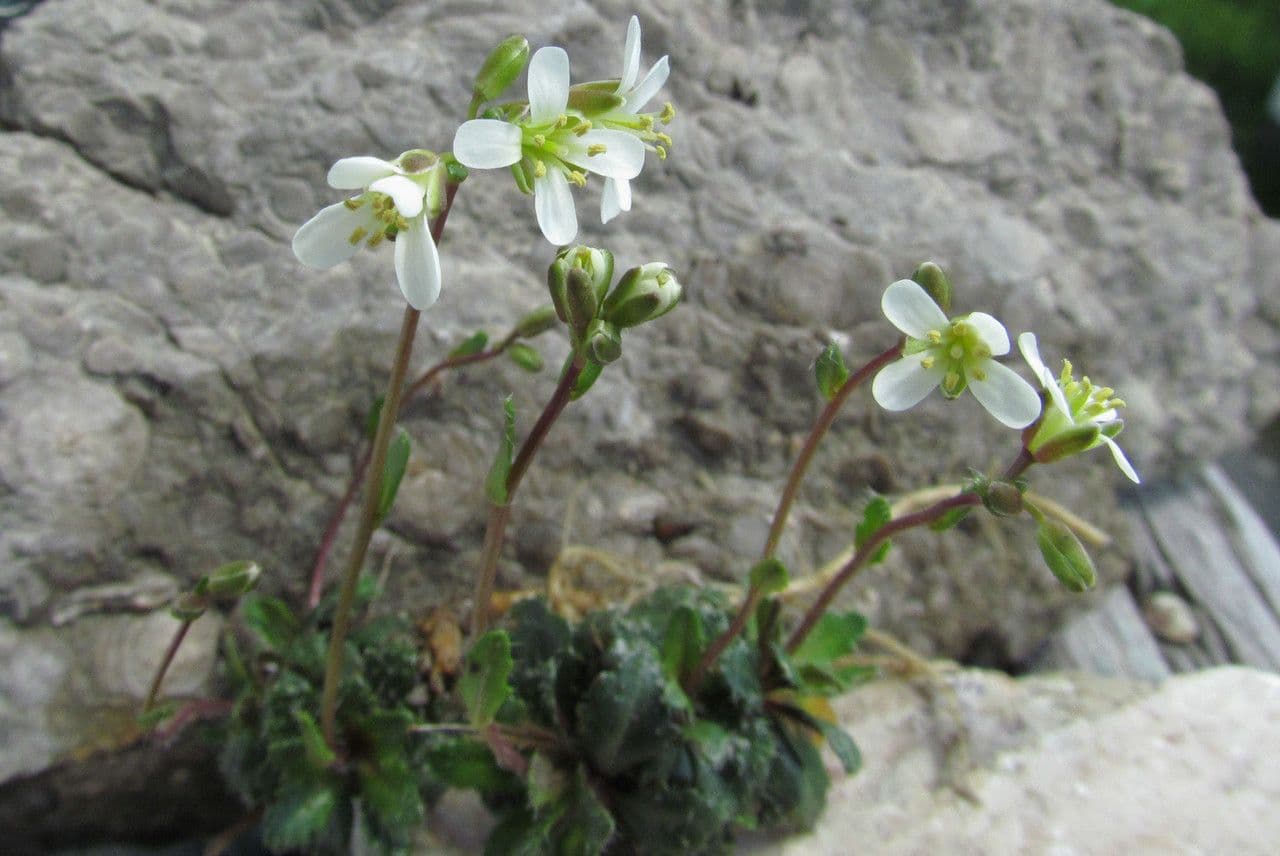 Arabis scabra 11