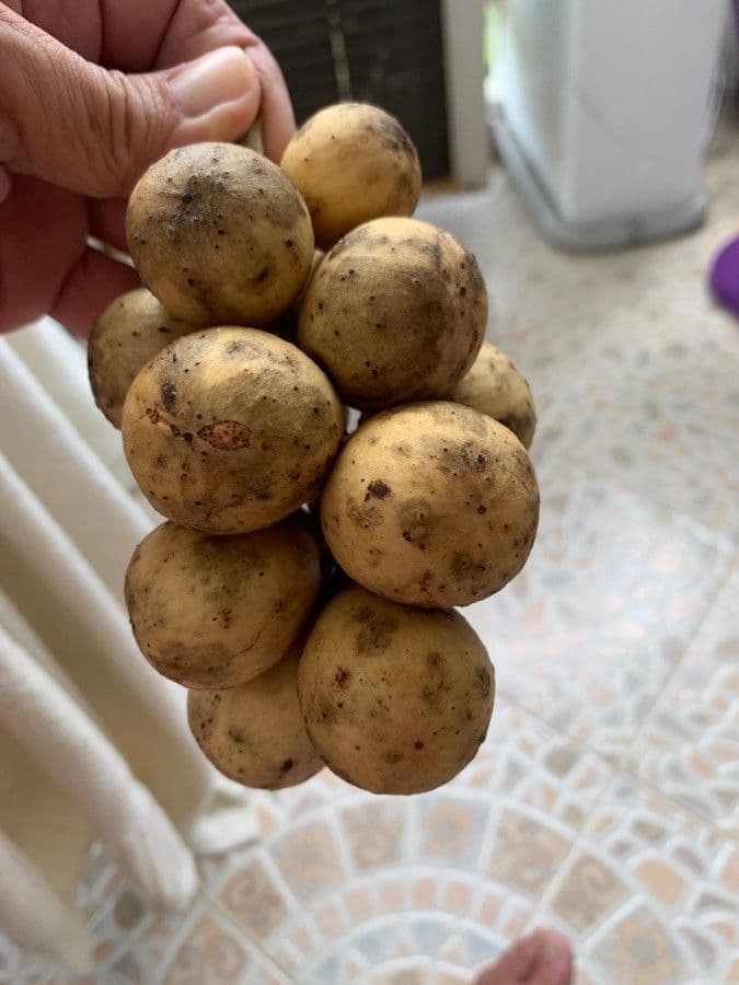 Baccaurea 3