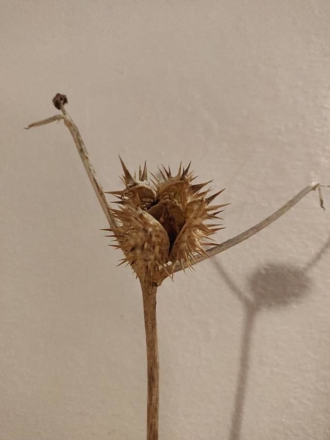 Datura di Wright 5