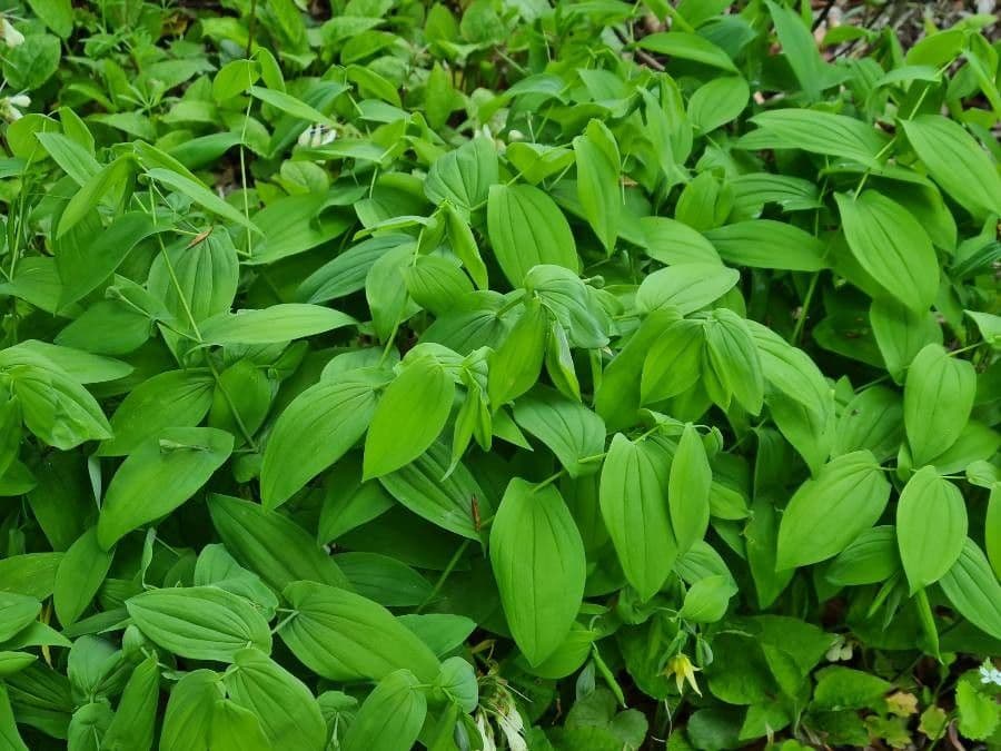 Uvularia grandiflora 15