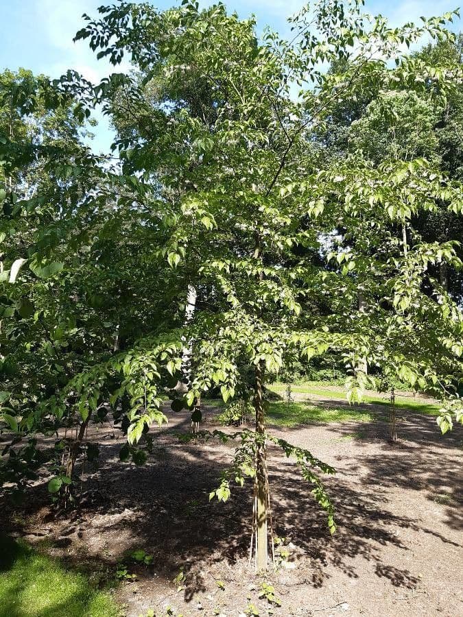 Styrax japonicus 12
