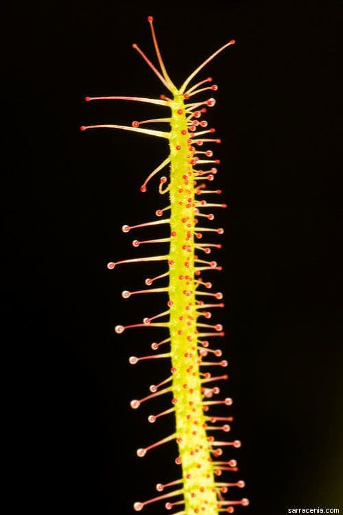 Sumpfsonnentau 9