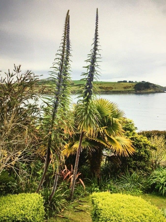 Echium pininana 2