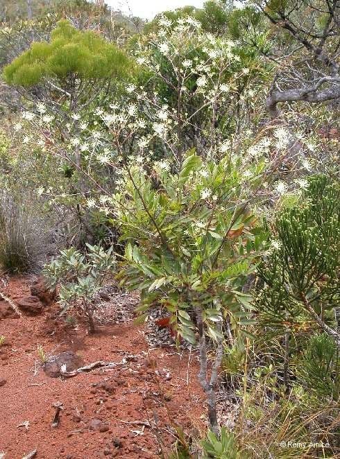 Myodocarpus 9