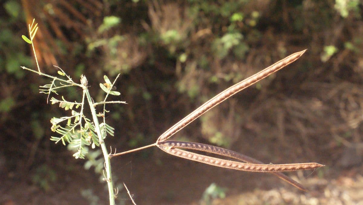 Bogen-Desmanthus