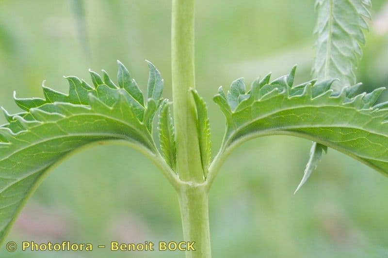 Verónica de hoja larga 23