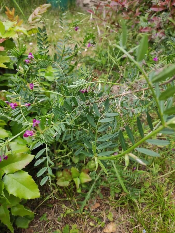 Vesce à une fleur 18