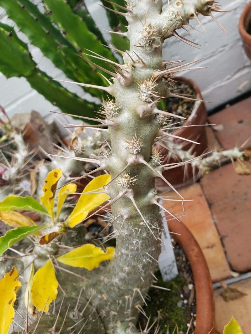 Pachypodium 18