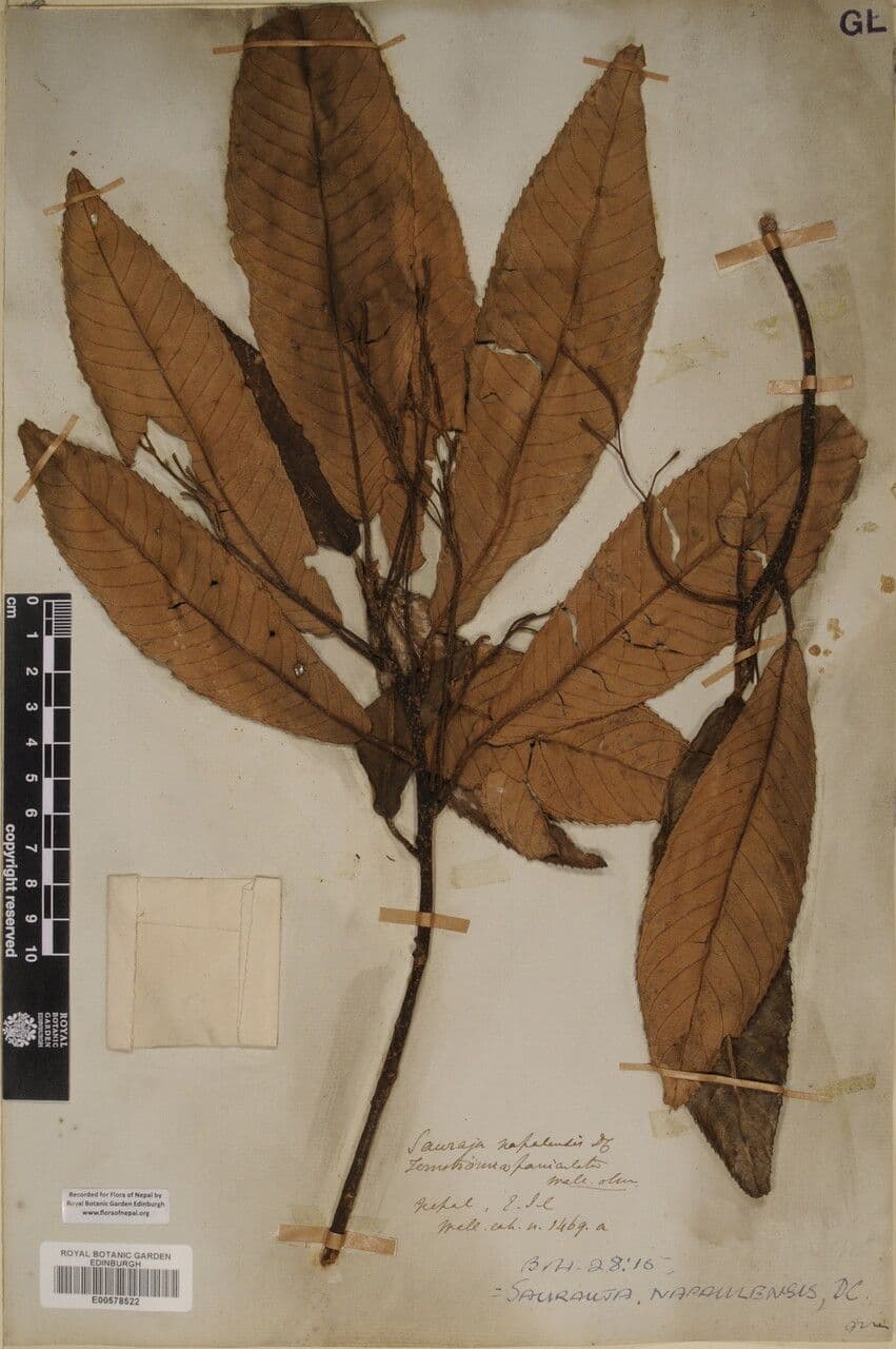 Saurauia 17