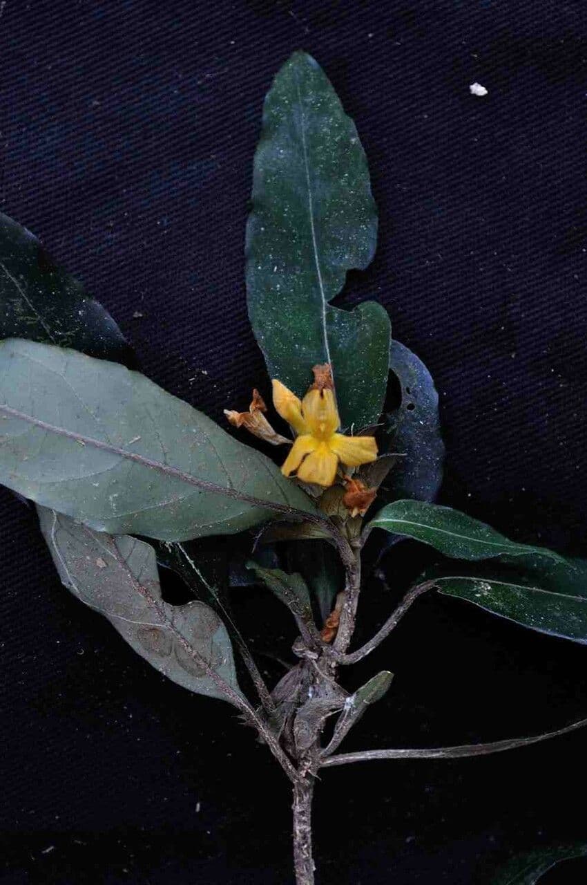Aphelandra 2