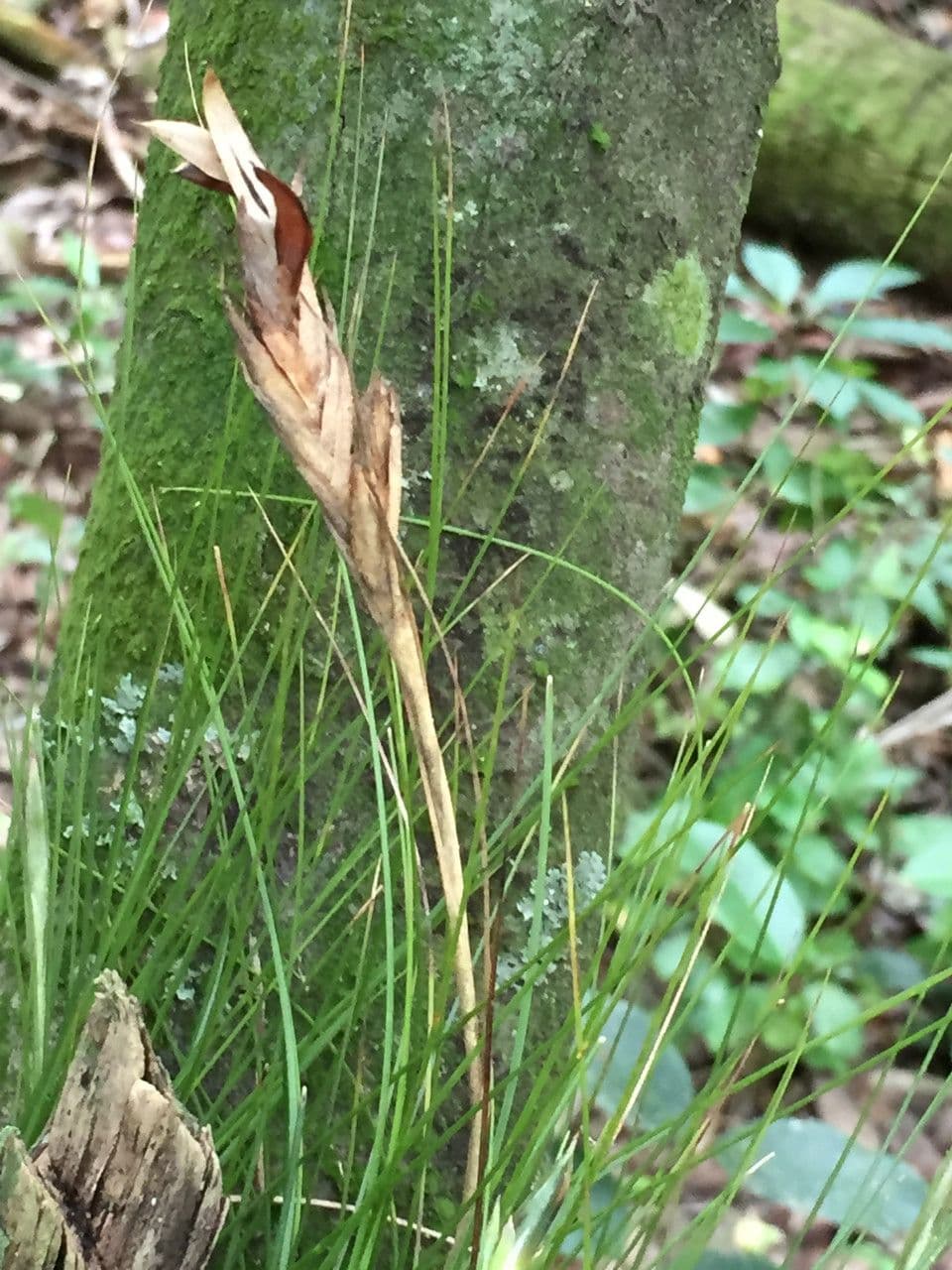Tillandsia setacea 2