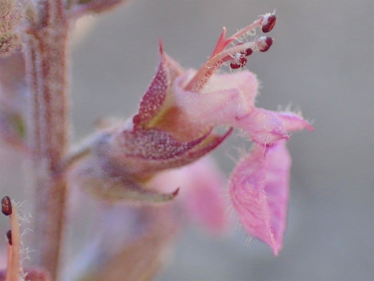 Teucrium 4