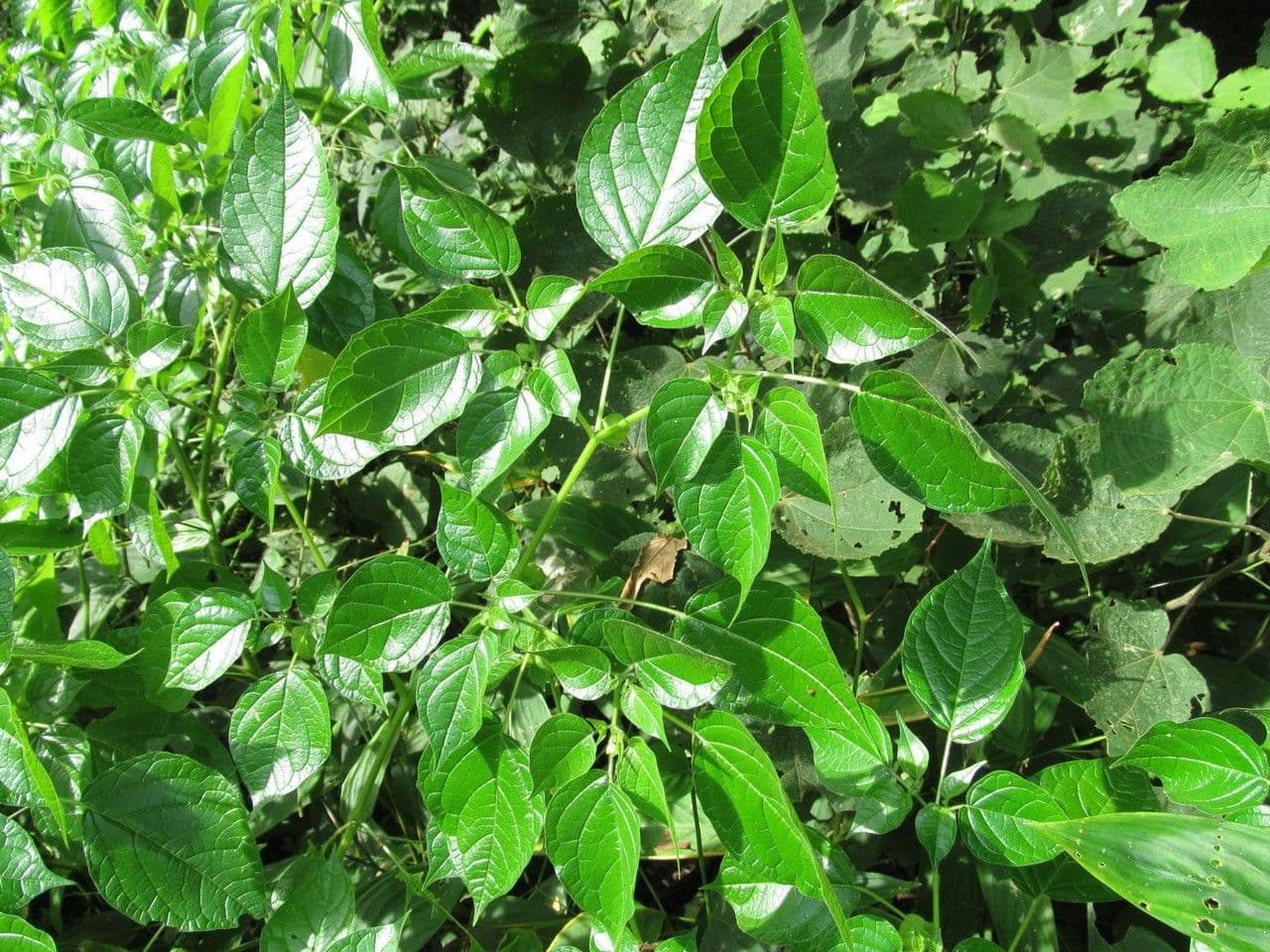 Physalis pubescent 13