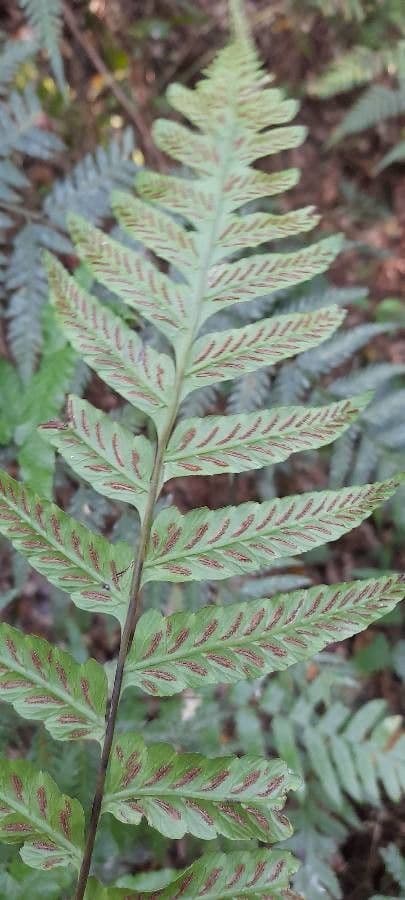 Diplazium cristatum