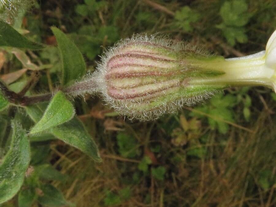 Silene bianca 30