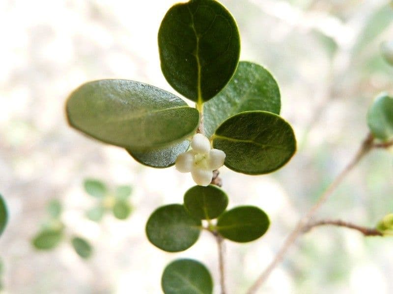 Fernelia 6