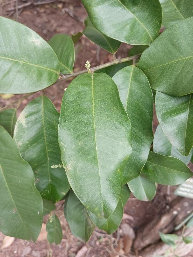 Bredemeyera 2
