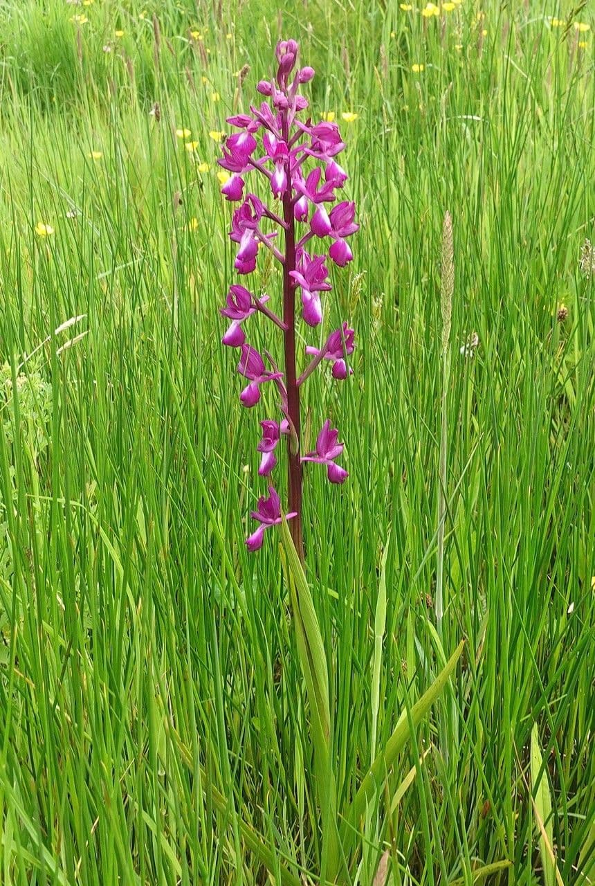 Orchide di palude 12