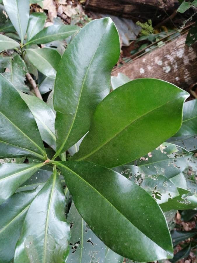 Ardisia révolutée 16