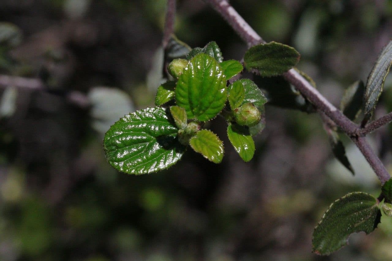 Behaarter Ceanothus