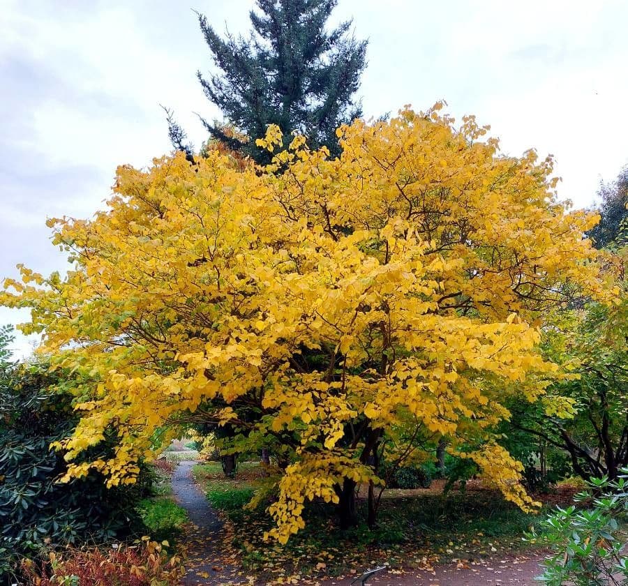 Lindera obtusiloba 2
