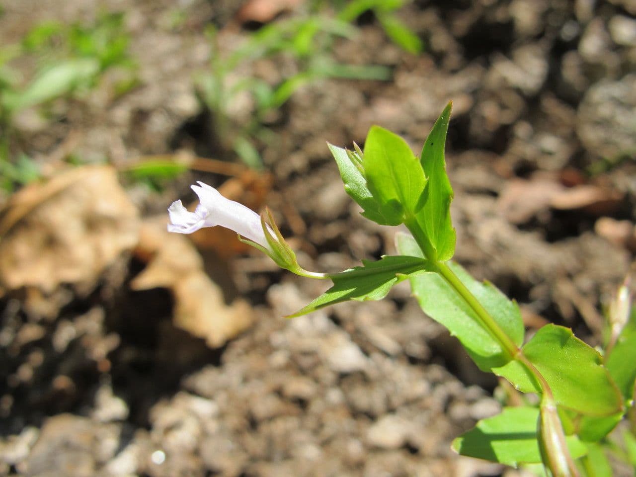Lindernia 17