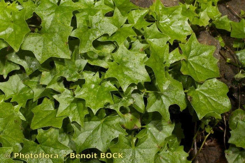 Delairea odorata 25