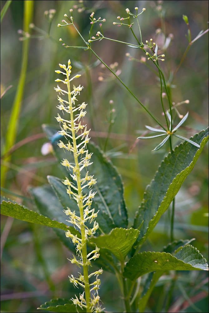 Malaxis monophylla 3