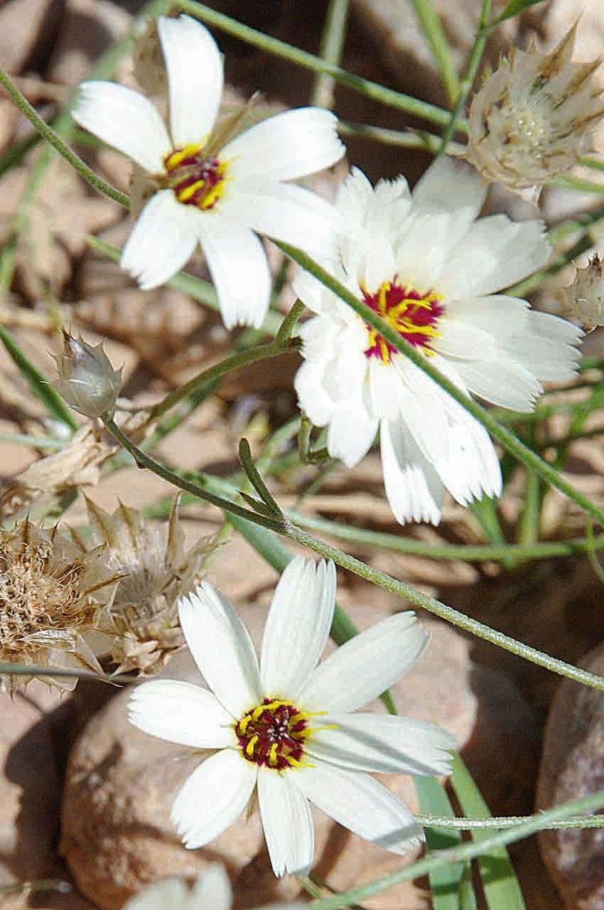 Catananche